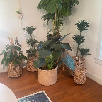 Oasis Plant Shop - Nurseries & Gardening Near Me - Dallas, Texas