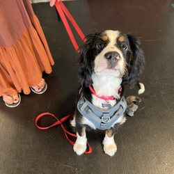 California Canine Dog Training