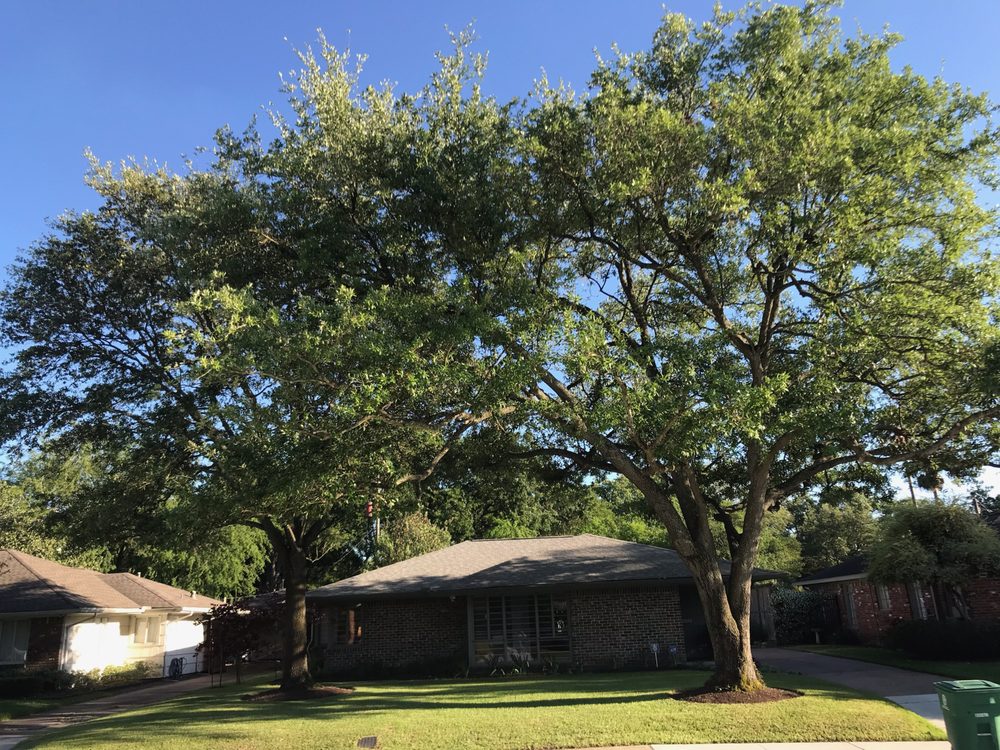 HOUSTON TREE SURGEONS Updated September 2024 30 Photos & 39 Reviews