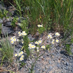 Fresh Kills Park - Wildflowers