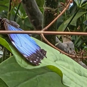Butterfly Pavilion - Museums Near Me - Westminster, Colorado Butterfly Pavilion - Museums Near Me - Westminster, Colorado