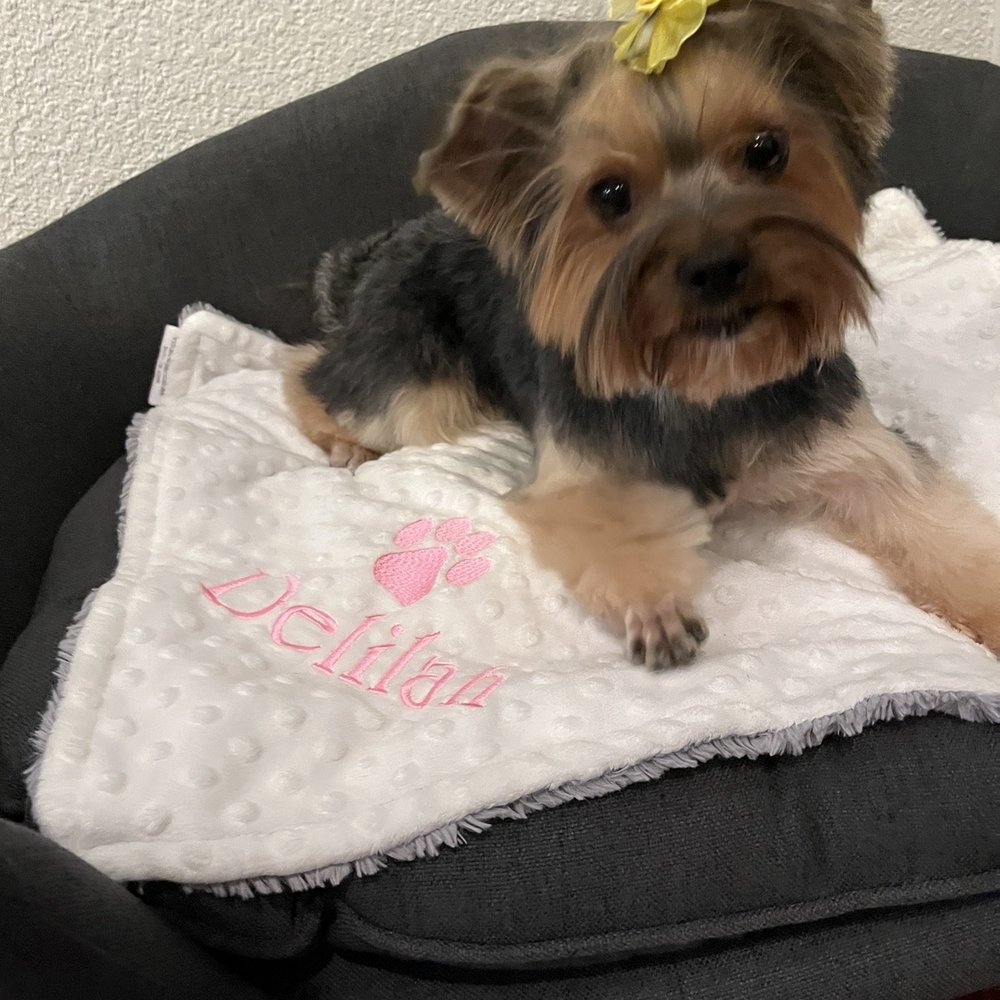 Julie's Mobile Pet Spa - Delilah - Pet Groomers Near Me Julie's Mobile Pet Spa - Delilah - Pet Groomers Near Me