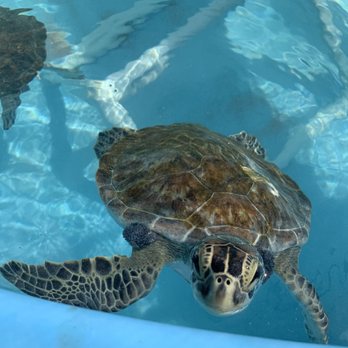 The Turtle Hospital - Veterinarians Near Me - Marathon, Florida The Turtle Hospital - Veterinarians Near Me - Marathon, Florida