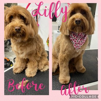 DipidyDawg - Pet Groomers Near Me - Estero, Florida DipidyDawg - Pet Groomers Near Me - Estero, Florida
