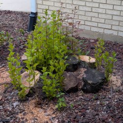Down To Earth Tree & Stump Removal - This a photo of the stump that needs removal