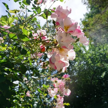 The Berkeley Rose Garden - Botanical Gardens Near Me - Berkeley, California