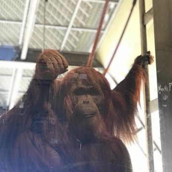 Indianapolis Zoo - Zoos Near Me - Indianapolis, Indiana Indianapolis Zoo - Zoos Near Me - Indianapolis, Indiana