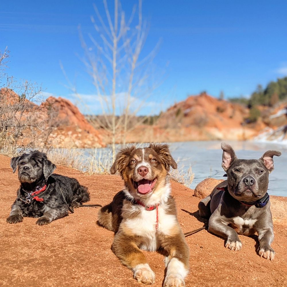 TRAIN YOUR HUMAN DOG TRAINING Updated September 2024 15 Photos