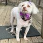 Photo of Bubbly Paws