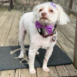 Bubbly Paws - Barley