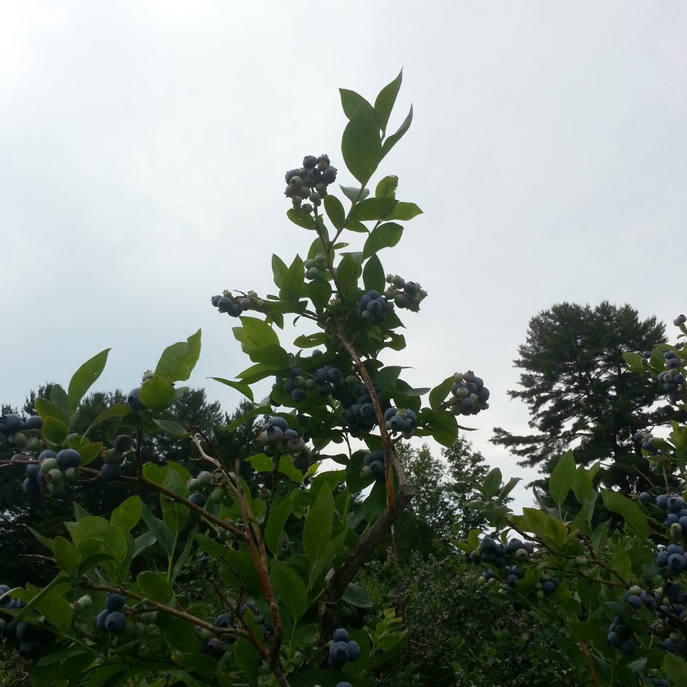 The blueberry bushes are very impressive.  And pretty.