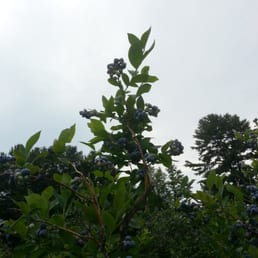 The blueberry bushes are very impressive.  And pretty.