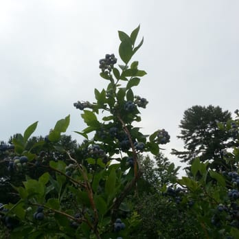 Green Mountain Orchards - The blueberry bushes are very impressive.  And pretty. - Farmers Market Near Me - Putney, Vermont