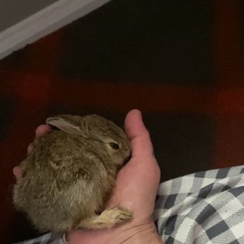 Bell Flatirons Apartments - Orphaned baby bunny I held quickly to give a health exam Did not feed. Returned outside Suspect mother was poisoned Dead by the next day - Apartments Near Me - Louisville, Colorado