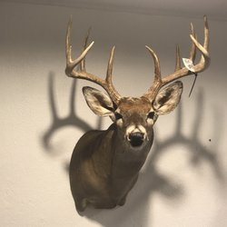 Texan Taxidermy and Processing