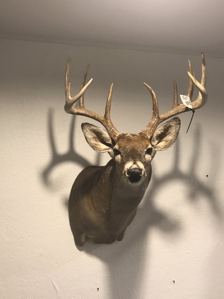 Texan Taxidermy and Processing - taxidermy in Tomball, TX