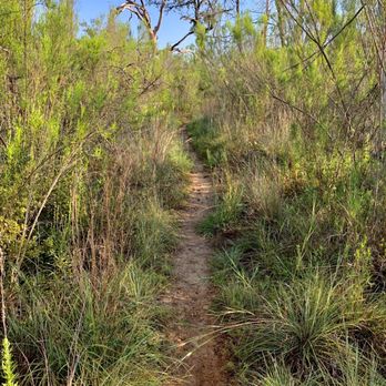Buescher State Park - Parks Near Me - Smithville, Texas Buescher State Park - Parks Near Me - Smithville, Texas