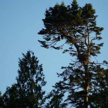 Candere Cruising - Eagles! - Boat Tours Near Me - Seattle, Washington Candere Cruising - Eagles! - Boat Tours Near Me - Seattle, Washington