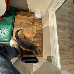 Entangled Cat Cafe