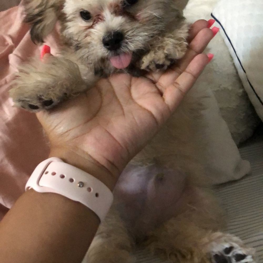 PetSmart - 3 month puppy - Pet Stores Near Me - Tempe, Arizona PetSmart - 3 month puppy - Pet Stores Near Me - Tempe, Arizona
