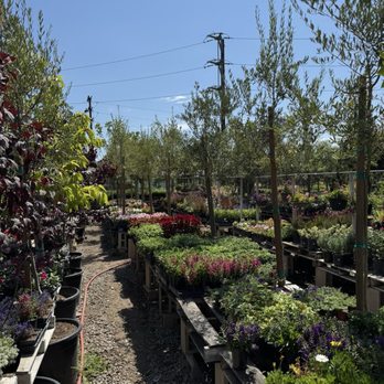 Martinez Nursery - Nurseries & Gardening Near Me - Buena Park, California Martinez Nursery - Nurseries & Gardening Near Me - Buena Park, California