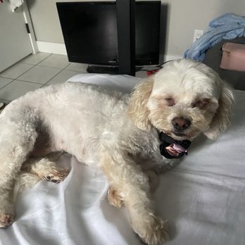 Groom Masters 805 - Pet Groomers Near Me - Ventura, California Groom Masters 805 - Pet Groomers Near Me - Ventura, California