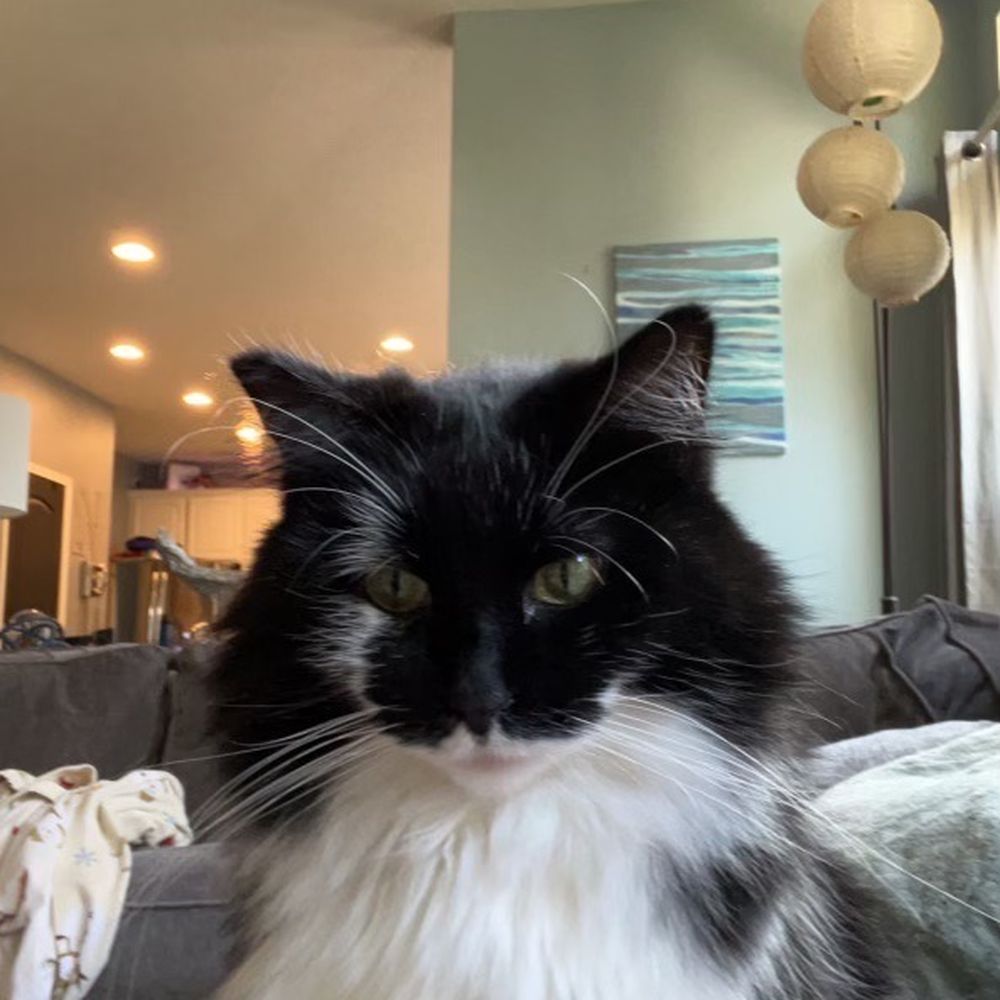 MedVet Cleveland - Olive, our tripod kitty! - Emergency Pet Hospital Near Me - Cleveland, Ohio