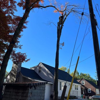 Lobas Tree Service - Tree Services Near Me