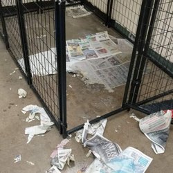 Second Chance Animal Sanctuary - This is how you let the dog sleep at night?
