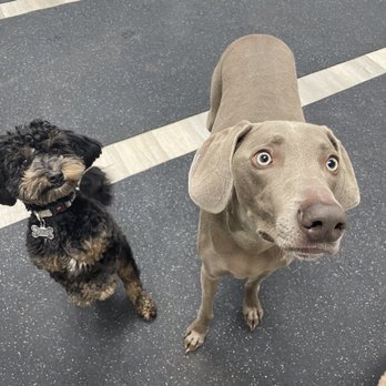 Pack Pawsitive - Pet Training Near Me - Glendora, California