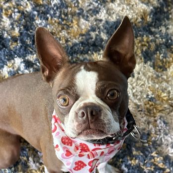 Pawlished Paws Boutique & Spa - Pet Stores Near Me - Riverside, California