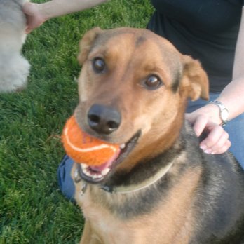 Squirrel! Dog Training - Pet Training Near Me
