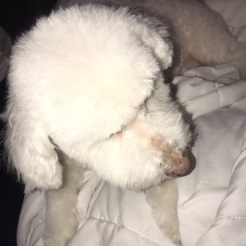 Kira Pet Cuts - Pet Groomers Near Me - Chicago, Illinois