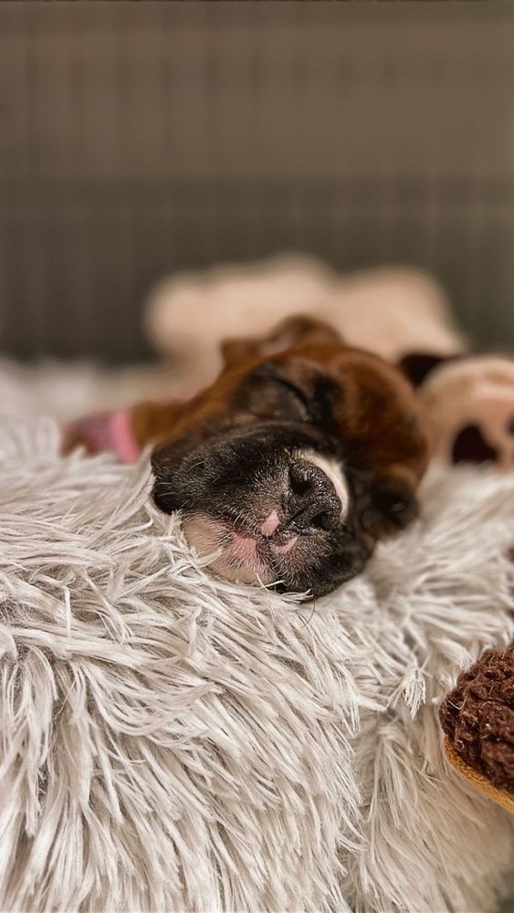 PETLAND DALLAS FRISCO Updated October 2024 209 Photos & 267 Reviews 2930 Preston Rd