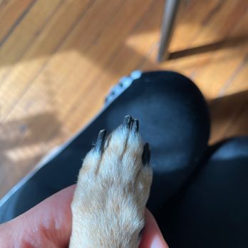 Pawsh Dog Boutique - Nugget's perfect nails :) - Pet Stores Near Me - Boston, Massachusetts Pawsh Dog Boutique - Nugget's perfect nails :) - Pet Stores Near Me - Boston, Massachusetts
