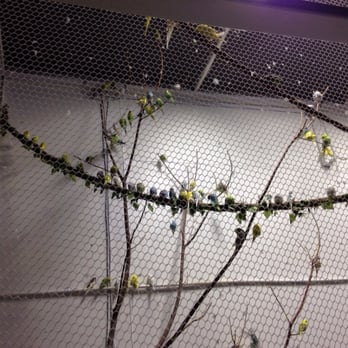 Austin Aquarium - Look at all these lorikeets packed into one tiny space - Aquariums Near Me - Austin, Texas