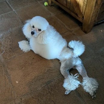 Beauty and the Beast - Pet Groomers Near Me - Coarsegold, California