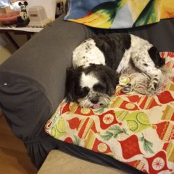 Gulfview Animal Hospital - He is relaxing.