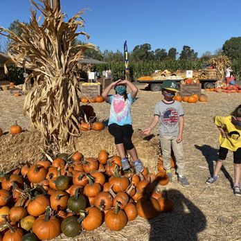 Petaluma Pumpkin Patch And Amazing Corn Maze - Pumpkin Patches Near Me - Petaluma, California Petaluma Pumpkin Patch And Amazing Corn Maze - Pumpkin Patches Near Me - Petaluma, California