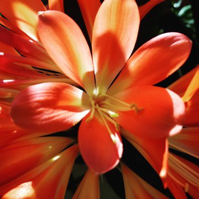 Rosemary & Pepper Flower Co by null