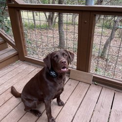 E-Collar Technologies - Kona - 16 months