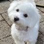 Petite Paws Seattle