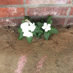 Flower outside the restaurant