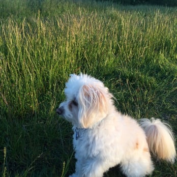 Fort Steilacoom Park - Dog Parks Near Me - Lakewood, Washington Fort Steilacoom Park - Dog Parks Near Me - Lakewood, Washington