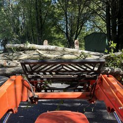 Rooted Solutions - Carrying off cut up birch trees that we dropped for a customer and are removing