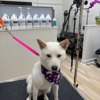 Luxe Paw Grooming - Pet Groomers Near Me - San Francisco, California Luxe Paw Grooming - Pet Groomers Near Me - San Francisco, California