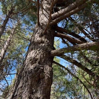 Heaps Peak Arboretum  - Botanical Gardens Near Me - Lake Arrowhead, California
