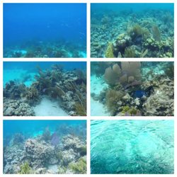 Diamond Reef - #sealife