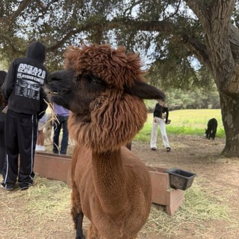 Canzelle Alpacas - Farms Near Me - Carpinteria, California
