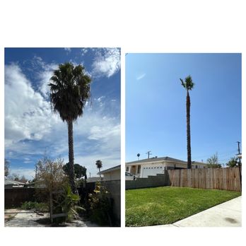 Manuel's Gardening - Palm trimming - Gardeners Near Me Manuel's Gardening - Palm trimming - Gardeners Near Me